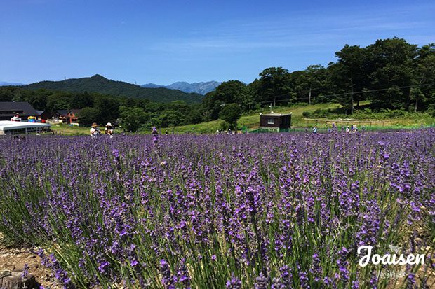 【日本群馬】紫色絨毯！關東夏季最大規模薰衣草田玉原高原「たんばらラベンダーパーク」