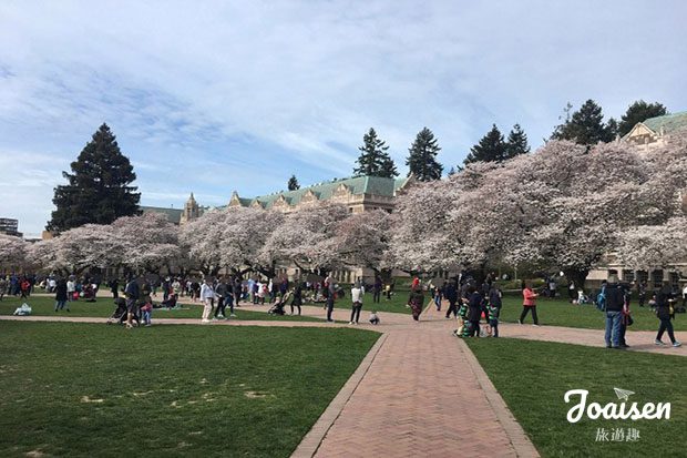 【美國華盛頓】一起去賞櫻花吧！西雅圖華盛頓大學賞櫻趣！