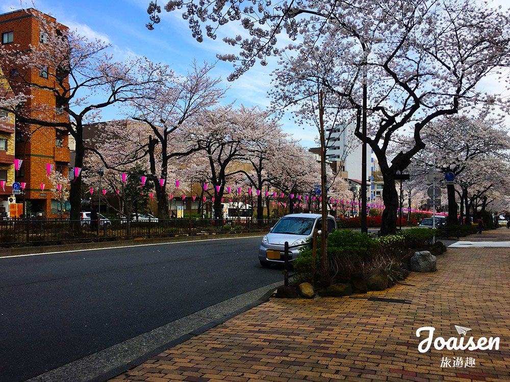 ▲ 櫻花道