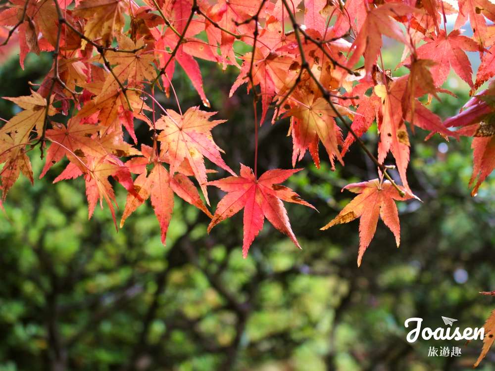 【日本九州】佐賀九年庵賞楓攻略：一年只開 16 天的苔庭紅葉，帶爸媽去這樣排最輕鬆