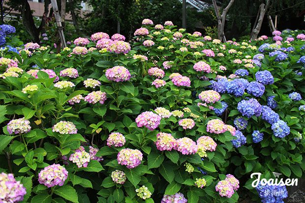 ▲ 紫陽花