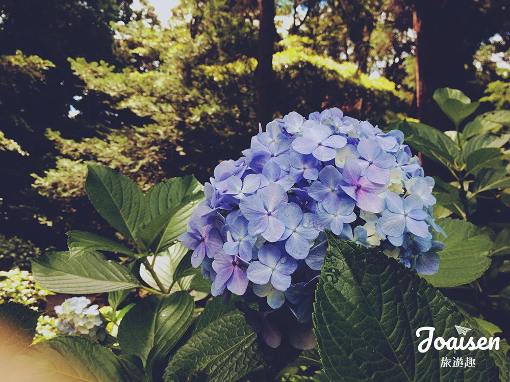 ▲ 繡球花
