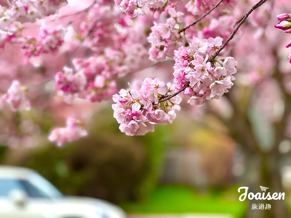 【美國華盛頓】不租車也能賞櫻！3個西雅圖獨旅適合的賞櫻地