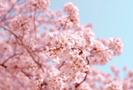 賞花賞楓